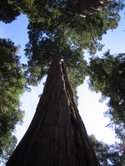 sequoia tree.jpg
