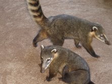 funny looking badger type critters.jpg